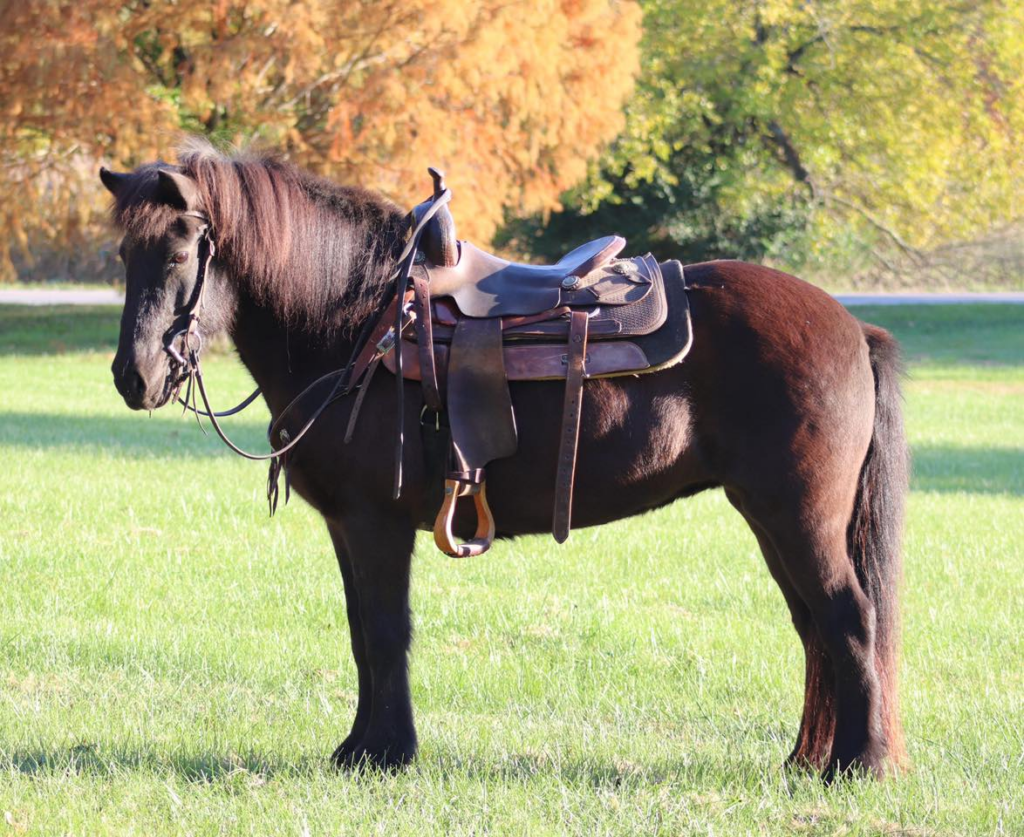 Hekla - Icelandic Mare
